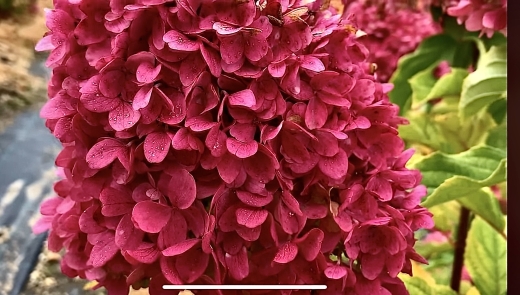 Гортензія волотиста Лівінг Самер Лав(Hydrangea paniculata Living Summer Love® ) - 8