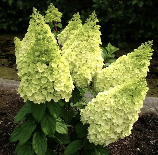 Гортензія волотиста Меджикал Кіліманджаро® (Hydrangea paniculata Magical Kilimanjaro® ) - 4