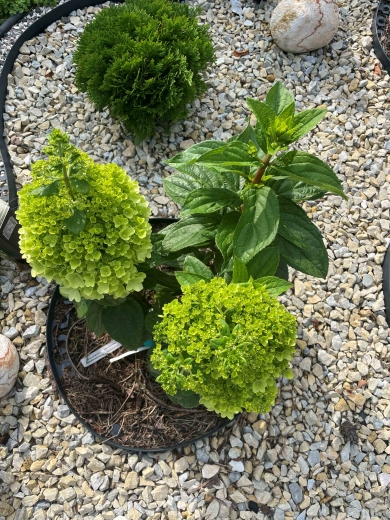 Гортензія волотиста Меджикал Кіліманджаро® (Hydrangea paniculata Magical Kilimanjaro® ) - 5