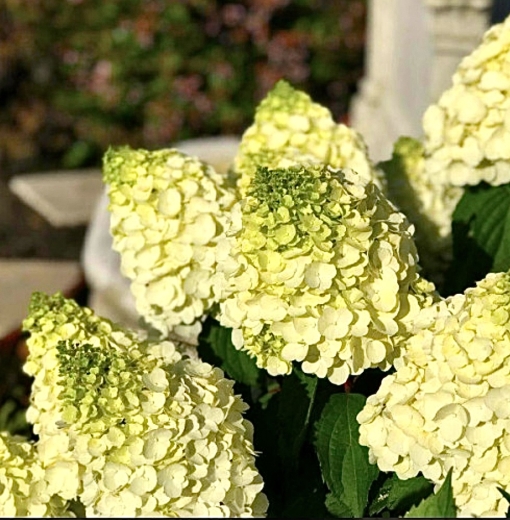 Гортензія волотиста Меджикал Мон Бланк (Hydrangea paniculata Magical Mon Blanc®) - 2