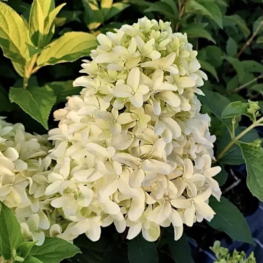 Гортензія волотиста Скайфол (Hydrangea paniculata Skyfall®) - 3