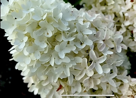 Гортензія волотиста Скайфол (Hydrangea paniculata Skyfall®) - 6