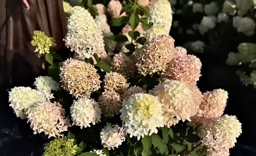 Гортензія волотиста Скайфол (Hydrangea paniculata Skyfall®) - 7