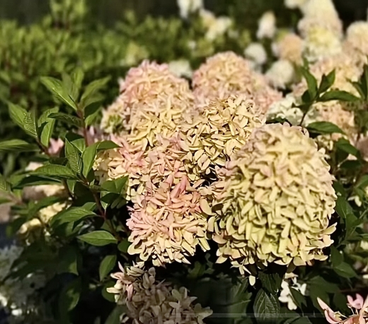 Гортензія волотиста Скайфол (Hydrangea paniculata Skyfall®) - 8