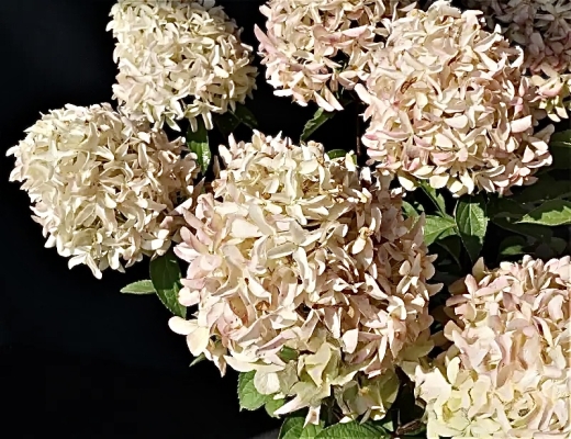 Гортензія волотиста Скайфол (Hydrangea paniculata Skyfall®) - 9
