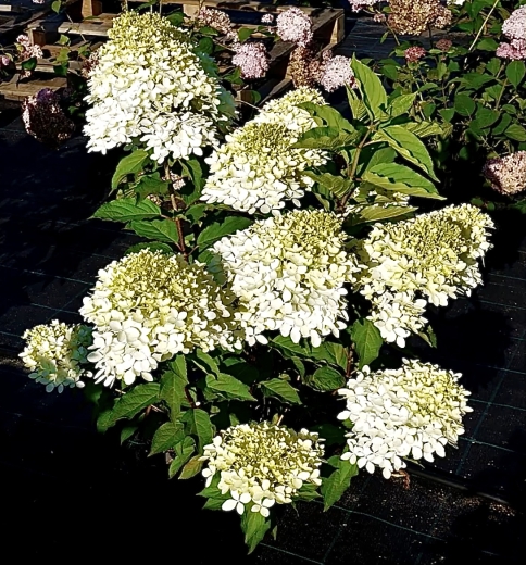 Гортензія волотиста Фантом (Hydrangea paniculata Phantom®) - 2