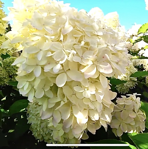 Гортензія волотиста Фантом (Hydrangea paniculata Phantom®) - 3