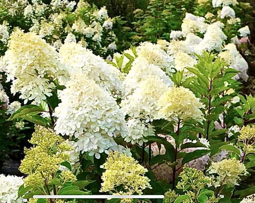 Гортензія волотиста Фантом (Hydrangea paniculata Phantom®) - 4