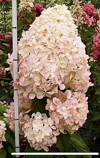 Гортензія волотиста Фантом (Hydrangea paniculata Phantom®) - 6