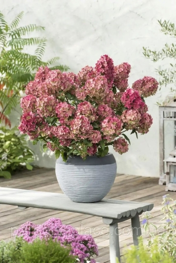 Гортензія волотиста Петіт Стар (Hydrangea paniculata ‘Petite Star’) - 1