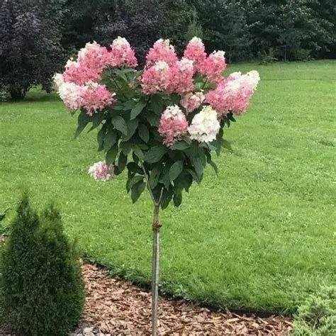 . Гортензія волотиста Сандей Фрайз (Hydrangea paniculata Sunday Fraise®)  штамб - 1