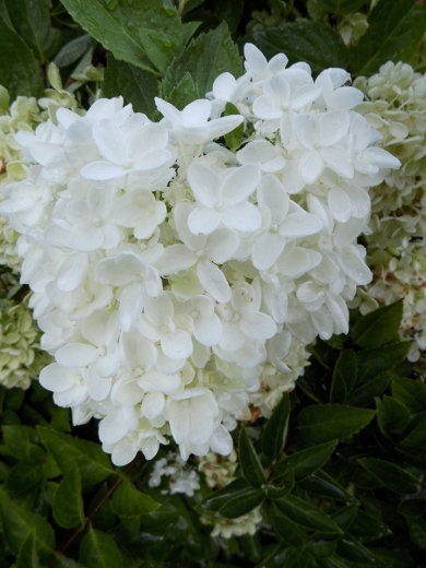 Гортензія волотиста Бомшел(Hydrangea paniculata Bombshell®) - 2