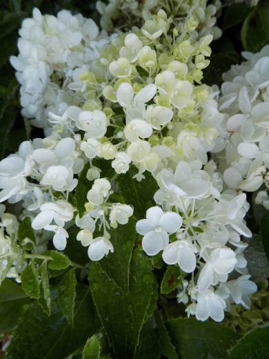 Гортензія волотиста Бомшел(Hydrangea paniculata Bombshell®) - 3
