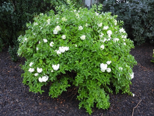 Гортензія волотиста Бомшел(Hydrangea paniculata Bombshell®) - 4