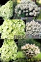 Гортензія волотиста Бобо (Hydrangea paniculata Bobo®) - 1