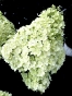 Гортензія волотиста Бобо (Hydrangea paniculata Bobo®) - 2