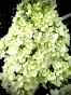 Гортензія волотиста Бобо (Hydrangea paniculata Bobo®) - 3