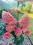 Гортензія волотиста Пінкачу (Hydrangea paniculata ‘Pinkachu’) - 2