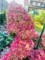 Гортензія волотиста Пінкачу (Hydrangea paniculata ‘Pinkachu’) - 4