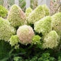 Гортензія волотиста Лтл Фреско (Hydrangea paniculata Little Fresco®) - 2
