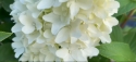 Гортензія волотиста Лтл Фреско (Hydrangea paniculata Little Fresco®) - 3