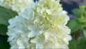 Гортензія волотиста Лтл Фреско (Hydrangea paniculata Little Fresco®) - 4