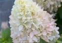 Гортензія волотиста Лтл Фреско (Hydrangea paniculata Little Fresco®) - 5