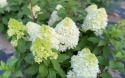 Гортензія волотиста Лтл Фреско (Hydrangea paniculata Little Fresco®) - 6