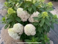 Гортензія волотиста Лтл Фреско (Hydrangea paniculata Little Fresco®) - 7