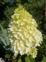 Гортензія волотиста Лівінг Самер Сноув (Hydrangea paniculata ‘Living Summer Snow’) - 3