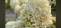 Гортензія волотиста Лівінг Самер Сноув (Hydrangea paniculata ‘Living Summer Snow’) - 4