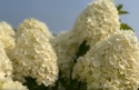 Гортензія волотиста Лівінг Самер Сноув (Hydrangea paniculata ‘Living Summer Snow’) - 5