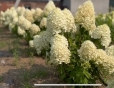 Гортензія волотиста Лівінг Самер Сноув (Hydrangea paniculata ‘Living Summer Snow’) - 6