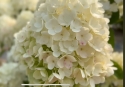 Гортензія волотиста Лівінг Самер Сноув (Hydrangea paniculata ‘Living Summer Snow’) - 7