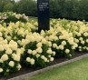 Гортензія волотиста Лівінг Котон Крем (Hydrangea paniculata ‘Living Cotton Cream’) - 2