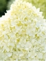 Гортензія волотиста Лівінг Котон Крем (Hydrangea paniculata ‘Living Cotton Cream’) - 4