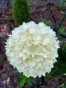 Гортензія волотиста Лівінг Котон Крем (Hydrangea paniculata ‘Living Cotton Cream’) - 5