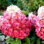 Гортензія волотиста Меджикал Маунтейн Малінше (Hydrangea paniculata ‘Magical Mountain Malinche’) - 2