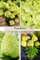 Гортензія волотиста Пандора (Hydrangea paniculata ‘Pandora’) - 1