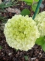 Гортензія волотиста Пандора (Hydrangea paniculata ‘Pandora’) - 2