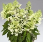Гортензія волотиста Пандрія (Hydrangea paniculata ‘Pandria’) - 2