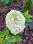 Гортензія волотиста Пандрія (Hydrangea paniculata ‘Pandria’) - 5