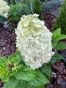 Гортензія волотиста Пандрія (Hydrangea paniculata ‘Pandria’) - 6