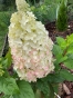 Гортензія волотиста Пандрія (Hydrangea paniculata ‘Pandria’) - 8