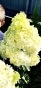 Гортензія волотиста Сільвер Долар (Hydrangea paniculata Silver Dollar®) - 5