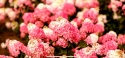 Гортензія волотиста Самарська Лідія (Hydrangea paniculata Framboisine® ‘Rensam’) - 2