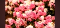 Гортензія волотиста Самарська Лідія (Hydrangea paniculata Framboisine® ‘Rensam’) - 4