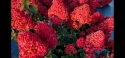 Гортензія волотиста Самарська Лідія (Hydrangea paniculata Framboisine® ‘Rensam’) - 5