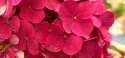 Гортензія волотиста Самарська Лідія (Hydrangea paniculata Framboisine® ‘Rensam’) - 9