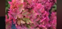 Гортензія волотиста Металіка (Hydrangea paniculata Metallica) - 10